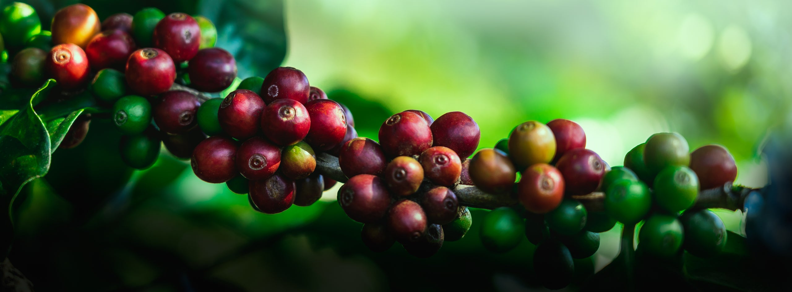 Single Origin: Kenya Kathangariri